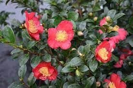 Camellia Sasanqua Yuletide I Extra Large 3 Gallon Plants I Red Flowering Bright Red Winter Blooms, Live Plant for Indoor & Outdoor Gardens