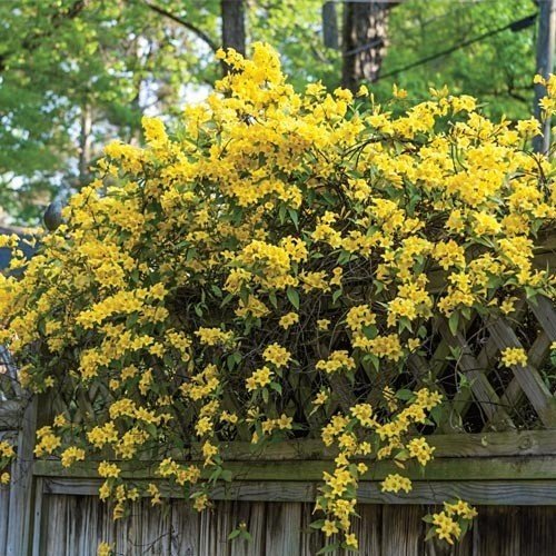 Carolina Jasmine | 40 Live Plants | Gelsemium Sempervirens Jessamine | Beautiful Fragrant Blooming Vine