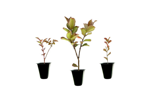 Crape Myrtle Raspberry Sundae | Live Plants | Dual|Color Red & Pink Blooms, Live Plant, Stunning Bicolor Ornamental Shrub for Eye|Catching Garden Displays