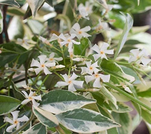 Confederate Jasmine Variegated | Live Plants | Trachelospermum Jasminoides Variegatum | Fragrant Blooming Evergreen Vine