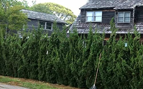 Robusta Green Juniper | Live Gallon Size Tree | Juniperus Chinensis | Drought Tolerant Cold Hardy Evergreen Screening Plant