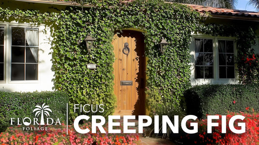 Creeping Fig Vine | Live Plants | Ficus Pumila | Fast|Growing Ground Cover | Evergreen Climbing Vine for Walls & Trellises