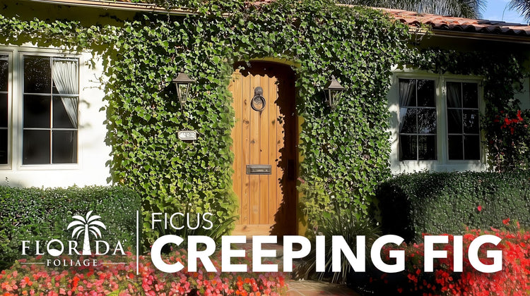 Creeping Fig Vine | Live Plants | Ficus Pumila | Fast|Growing Ground Cover | Evergreen Climbing Vine for Walls & Trellises