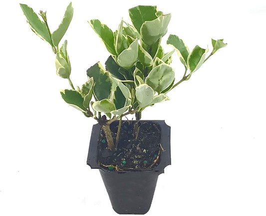 Ligustrum Japonicum Jack Frost Privet | Live Plants | Variegated Evergreen Hedge