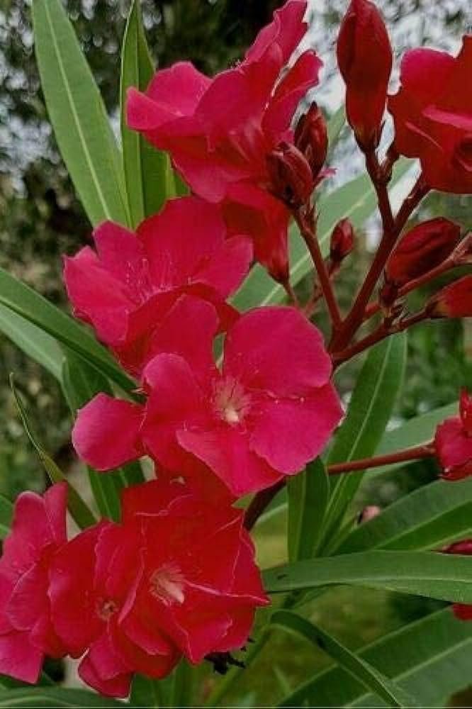 Oleander Red | Extra Large 3 Gallon Plants | Nerium Oleander | Stunning Landscape Addition | Sun|Loving Blooms