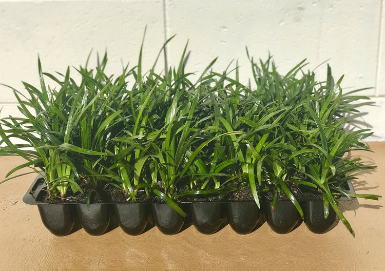 Super Blue Liriope Muscari | 40 Live Plugs | Ground Cover Grass Plants