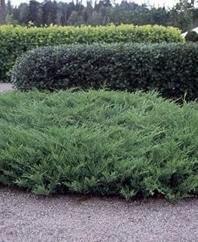 Nicks Compacta | Live Extra Large 3 Gallon Plants | Indoor and Outdoor Plant, Low Maintenance, Ideal for Container Gardening and Small Spaces