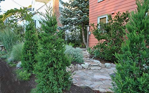 Hetzi Juniper | Live Gallon Size Tree | Juniperus Chinensis | Drought Tolerant Cold Hardy Evergreen Privacy Screening Plants