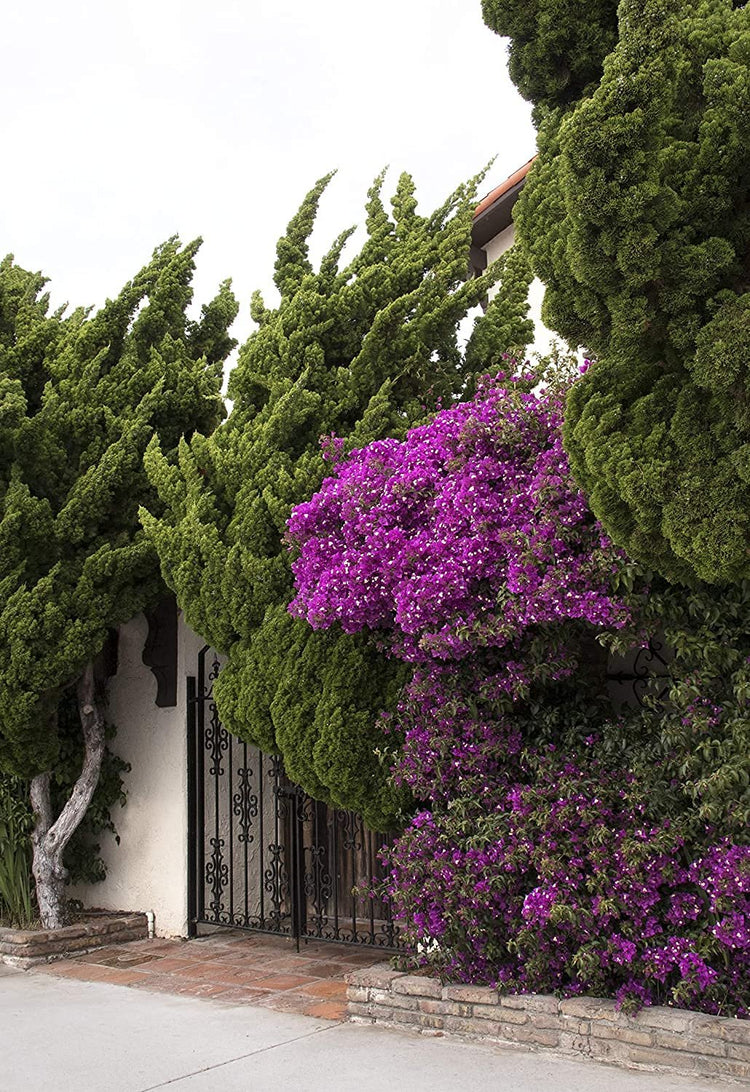 Hollywood Juniper | Juniperus Chinensis Torulosa | Live Quart Size Tree | Drought Tolerant Cold Hardy Evergreen Plant