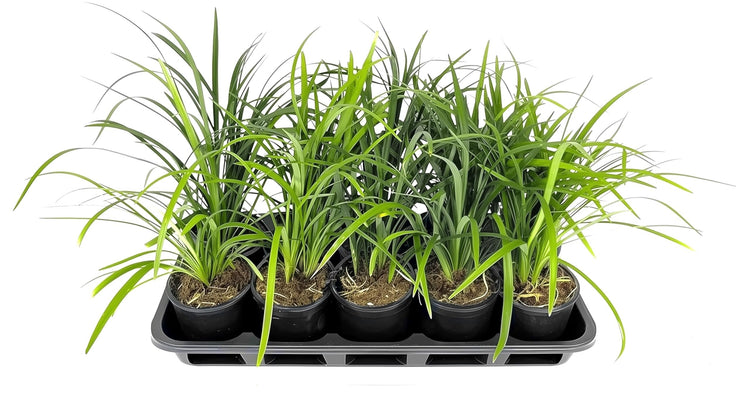 Super Blue Liriope Plants | Live 4 Inch Pots | Liriope Muscari | Ground Cover | Full Sun or Shade Tolerant