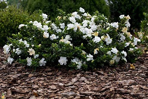 Frostproof Gardenia | Live Plants | Fragrant Blooming Shrub | Gardenia Jasminoides