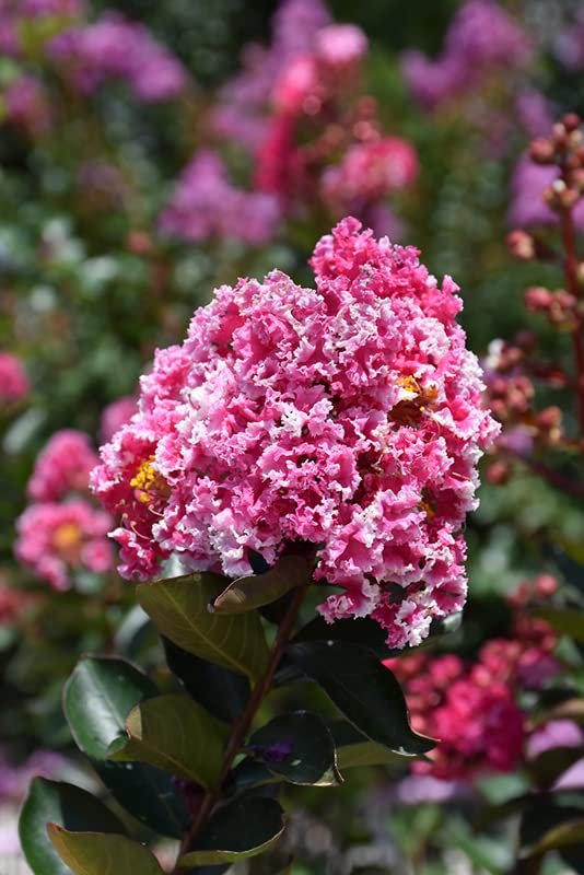 Crape Myrtle Raspberry Sundae | Live Plants | Dual|Color Red & Pink Blooms, Live Plant, Stunning Bicolor Ornamental Shrub for Eye|Catching Garden Displays