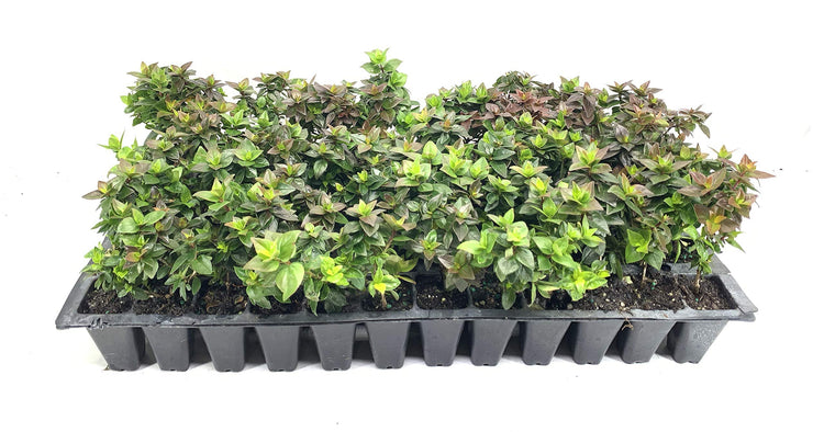 Abelia Chinensis Rose Creek | Live Plants | Flowering Deer Resistant Butterfly Attracting Shrub