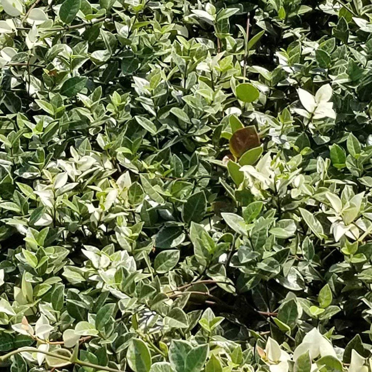 Variegated Asiatic Jasmine Minima | 50 Live Plants | Trachelospermum Asiaticum 'variegatum' | Evergreen Groundcover