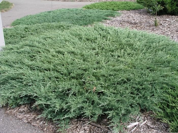 Hughes Juniper | Live 4 Inch Pots | Drought|Tolerant Evergreen for Landscaping, Privacy Screens, and Bonsai, Easy|to|Grow