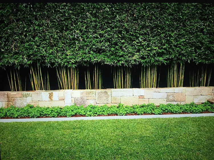 Graceful Bamboo Plant | Live Plants | Bambusa Textilis Gracilis | Privacy Screen Bamboo | Fast|Growing Ornamental Garden Plants