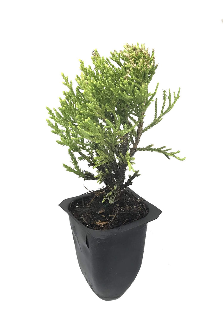 Sea Green Juniper | Live Plants | Juniperus Chinensis | Hardy Evergreen Privacy Screen