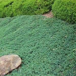 Blue Rug Juniper | Extra Large 3 Gallon Plants | Live Ground Cover Evergreen Shrubs for Landscaping, Garden, Slope Control - Drought Tolerant, Low Maintenance