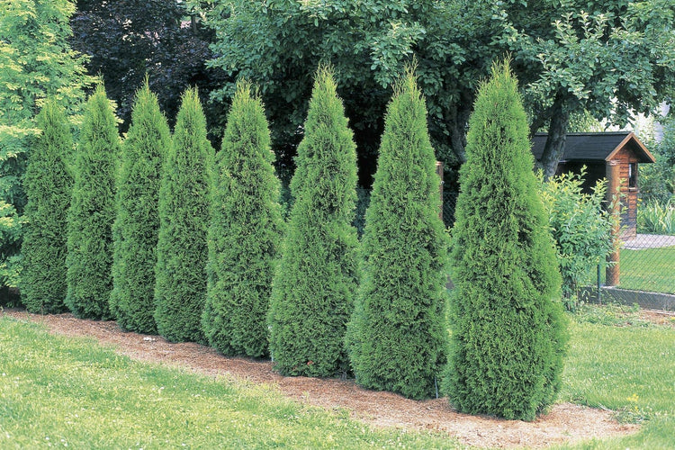 Arborvitae Emerald Green | Live 4 Inch Pot | Thuja Occidentalis Smaragd Tree | Evergreen Privacy Screening Hedge Plants