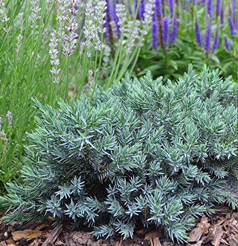Blue Star Juniper | Live Plants | Juniperus Squamata | Low Maintenance Evergreen Groundcover