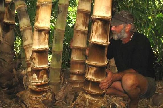 Black Bamboo | Dendrocalamus Asper Hitam | Live Gallon Size Plants | Exotic Tropical Decor | Fast Growing Privacy Screen | Unique & Hardy