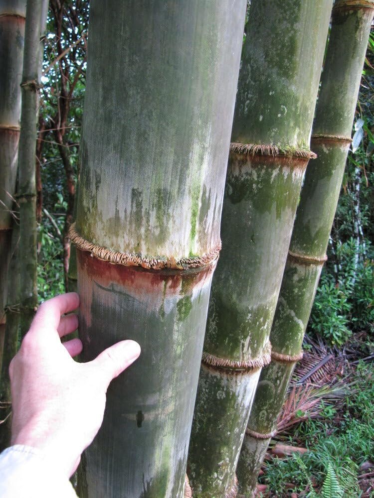 Dendrocalamus Asper Bamboo | Live Plant | Fast|Growing Giant Bamboo | Ideal for Indoor/Outdoor Green Spaces, Landscaping & Eco|Friendly Decor | Also Known As Dragon or Rough Bamboo