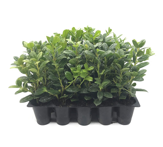 Dwarf Burford Holly Ilex | 40 Live Plants | Evergreen Burfordi Shrub