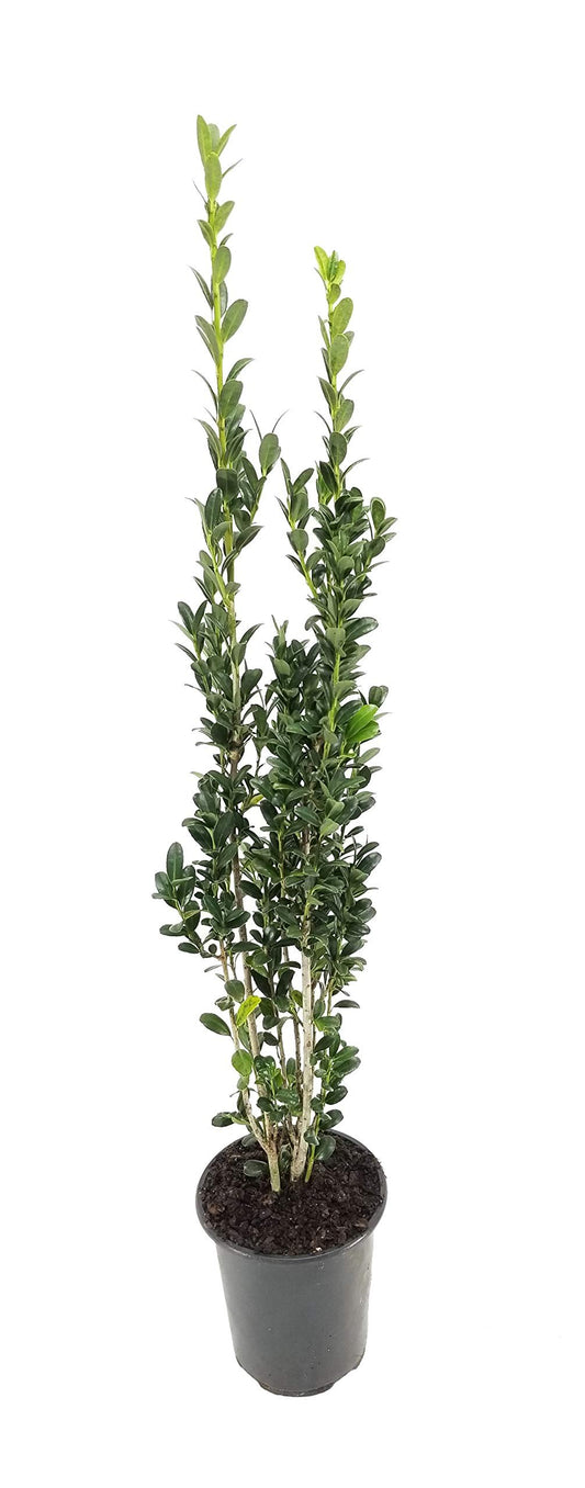 Sky Pencil Japanese Holly | Live Quart Size Plant | Ilex Crenata | Formal Low Maintenance Evergreen Plants