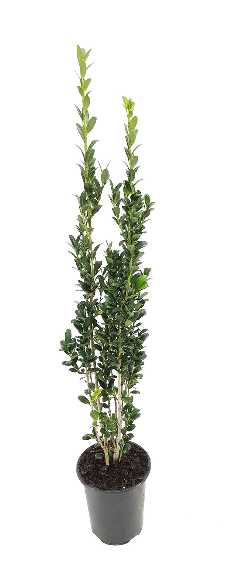 Sky Pencil Japanese Holly | Live Quart Size Plant | Ilex Crenata | Formal Low Maintenance Evergreen Plants