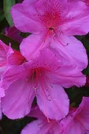 Azalea Purple Formosa | Extra Large 3 Gallon Plant | Vibrant & Lush, Large Purple Blooms, Hardy & Adaptable Shrub for Landscapes, Gardens, or Containers, Low|Maintenance