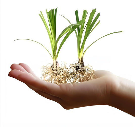 Super Blue Liriope Muscari | Live Bare Root Pips | Evergreen Plant Ground Cover Monkey Grass Lilyturf