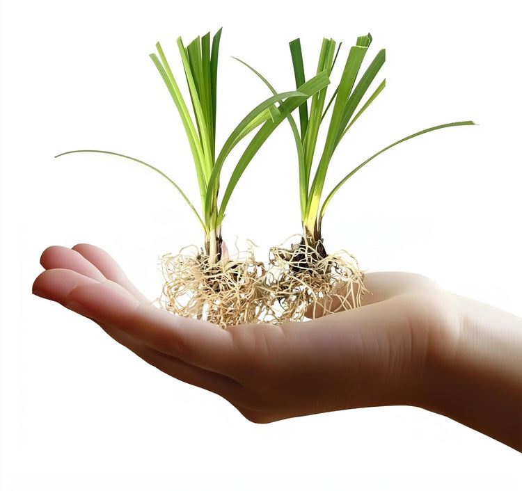 Super Blue Liriope Muscari | Live Bare Root Pips | Evergreen Plant Ground Cover Monkey Grass Lilyturf