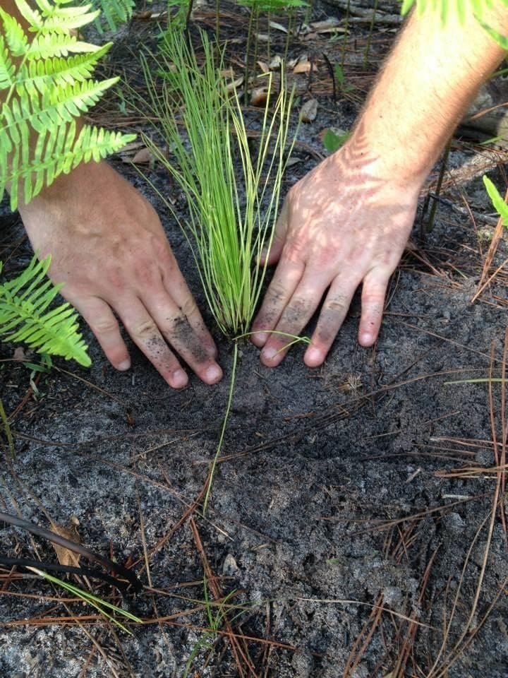 Longleaf Pine Tree | Live Plants | Pines Palustris | Hardy Fast Growing Evergreen Eco|Friendly Trees