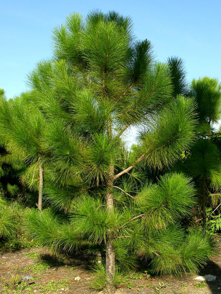 Slash Pine Tree | Large Gallon Size Pots | Pinus elliottii | Fast|Growing Evergreen | Landscape Shade Plants