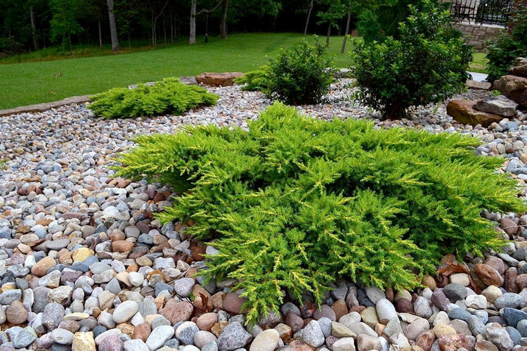 Juniper Calgary Carpet | Live 4 Inch Pot | Juniperus Sabina Monna | Evergreen Ground Cover Plants | Low|Maintenance Landscaping Shrub