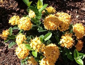 Ixora Yellow | Extra Large 3 Gallon Plants | Ixora chinensis | Bright Garden Highlight | Sun|Loving Tropical Shrub
