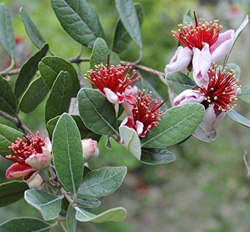 Pineapple Guava | Large Gallon Size Plant | Feijoa Sellowiana | Edible Fruit Shrub and Fragrant Flowering Foliage