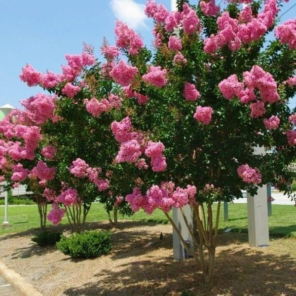 Crape Myrtle Pink Velour | Live Plants | Lush Magenta|Pink Blooms, Live Plant, Elegant Ornamental Shrub for Distinctive Garden Accents