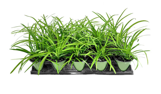 Big Blue Liriope Muscari | Live 4 Inch Pots | Drought Tolerant Low Maintenance Evergreen Plants Grass Lilyturf