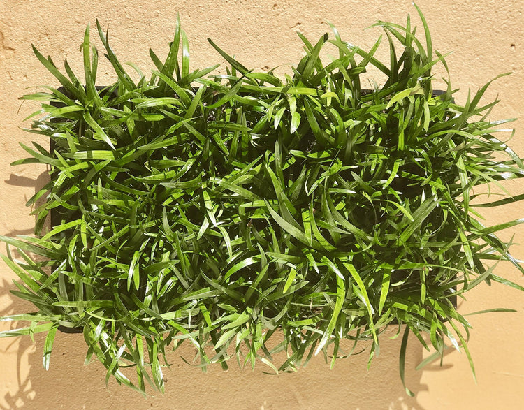 Super Blue Liriope Muscari | 40 Live Plugs | Ground Cover Grass Plants