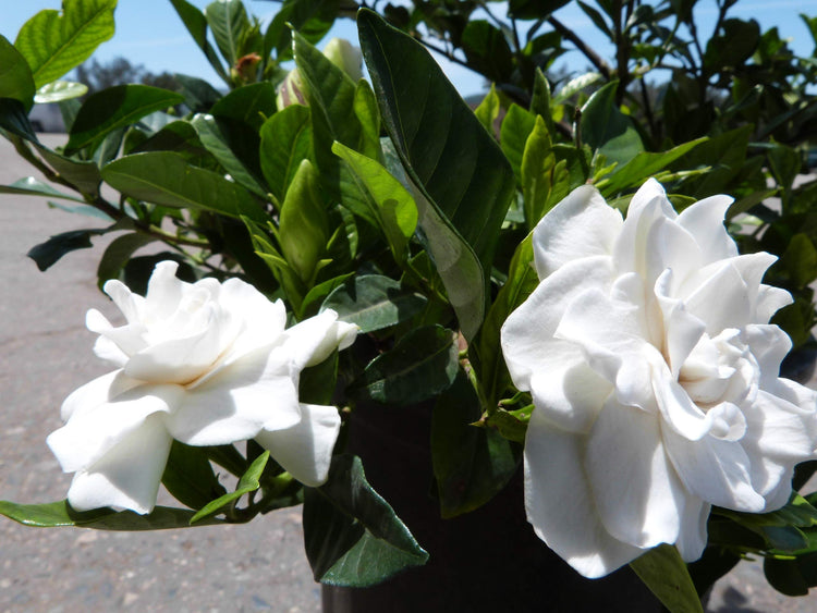 Everblooming Gardenia Jasminoides 'Veitchii' | Live Plants | Beautiful Fragrant Blooming Shrub