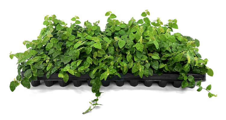 Creeping Fig Vine | Live Plants | Ficus Pumila | Fast|Growing Ground Cover | Evergreen Climbing Vine for Walls & Trellises