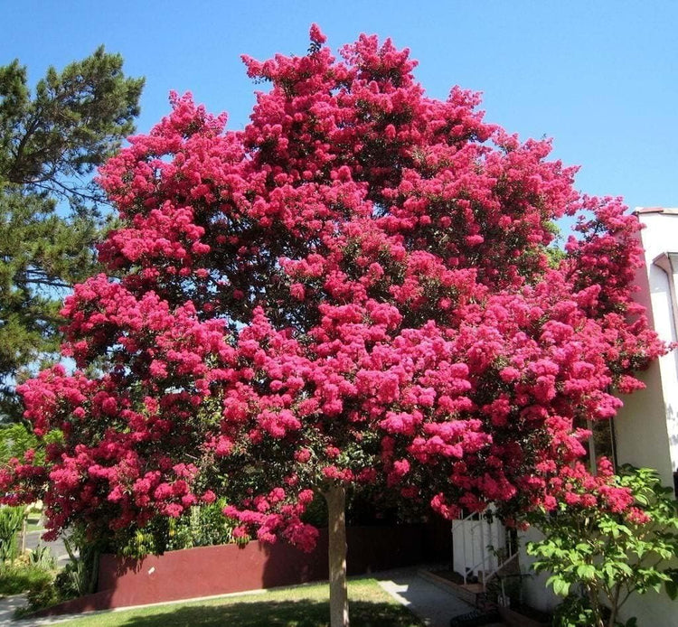 Crape Myrtle Tuscarora | Live Plants | Lagerstroemia Indica | Vibrant Red Flowers | Fast|Growing Ornamental Shrub | Drought|Tolerant | Garden Beauty