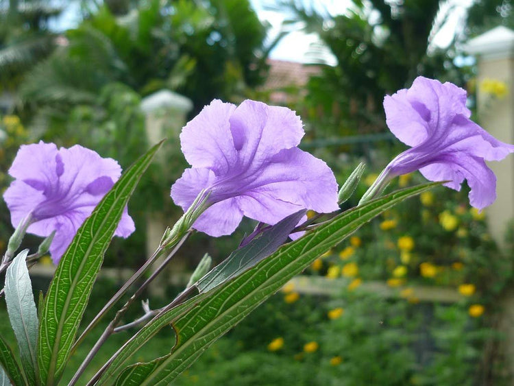 Mexican Petunia Purple | Live Plants | Ruellia Brittoniana | Purple Flowering Landscape Pollinator | Heat Tolerant Groundcover | Outdoor Perennial for Gardens Borders Walkways Containers