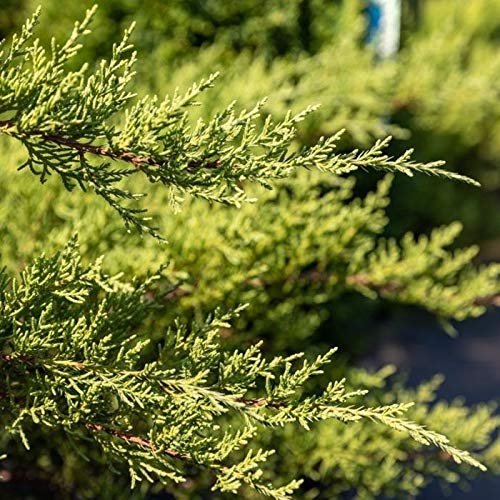Juniper Nicks Compacta | Live Gallon Size Plants | Juniperus Chinensis | Drought Tolerant Cold Hardy Evergreen Groundcover