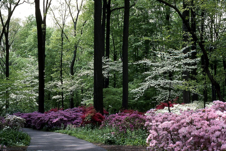 Azalea Duc De Rohan Plants | Live Seedlings | Rhododendron Duc De Rohan | Perfect for Colorful Hardy Gardens | Vibrant Salmon|Pink Colored Blooms