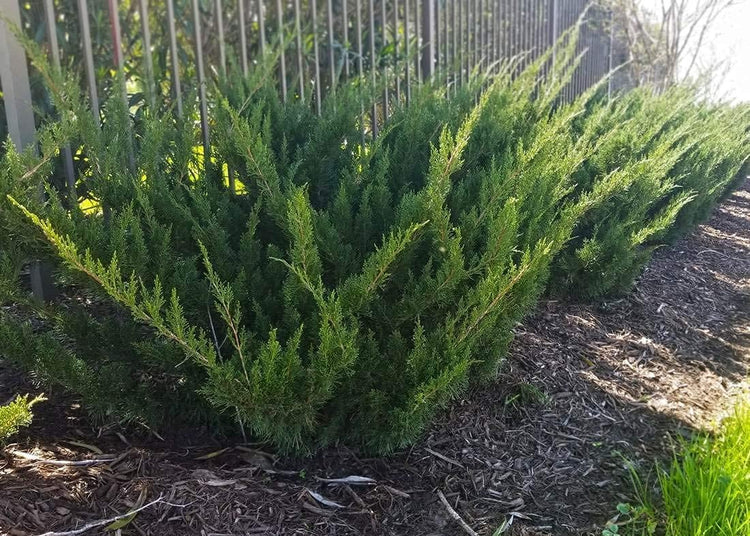 Sea Green Juniper | Live 4 Inch Pot | Juniperus Chinensis | Drought Tolerant Cold Hardy Evergreen Border Screening Plant