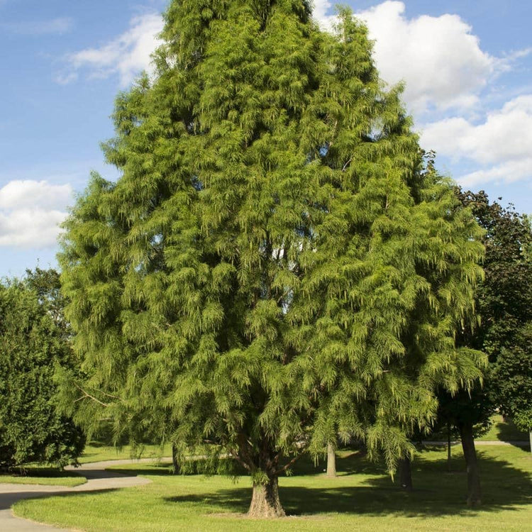 Bald Cypress | Live Trees | Taxodium Distichum | Fast Growing Shade Tree Wet Tolerant