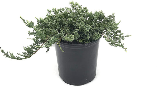 Blue Rug Juniper | Live Gallon Size Plant | Juniperus Horizontalis 'Wiltonii' | Drought Tolerant Cold Hardy Evergreen Groundcover