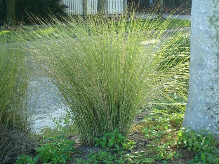 Sand Cord Grass I Large Gallon Size Plant I Spartina Bakeri I Live Plants, Salt|Tolerant Native Grass for Wetlands, Erosion Control, and Coastal Landscaping